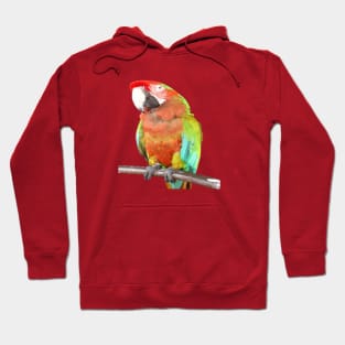 Stunning Harlequin Macaw On A Perch Vector Art Hoodie